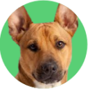 Cachorro