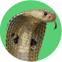 Cobra