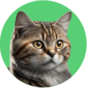 Gato