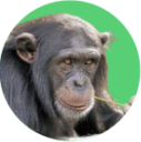 Macaco