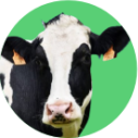 Vaca
